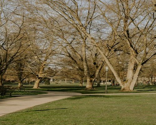 A quiet urban park with green trees and walking paths under soft sunlight